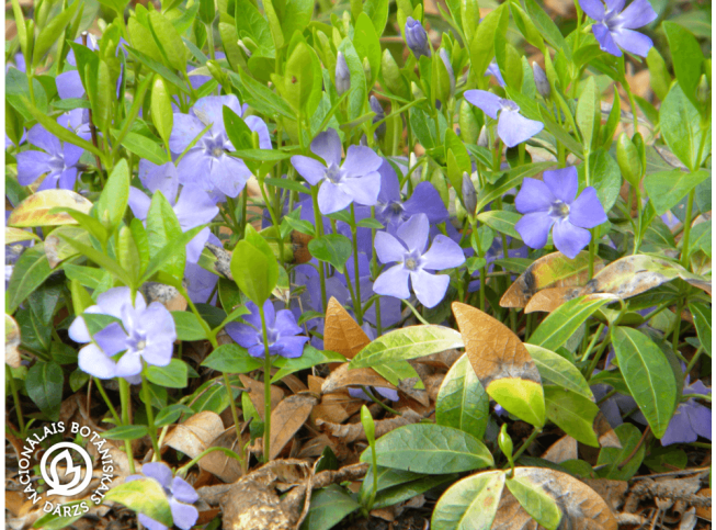 Vinca minor